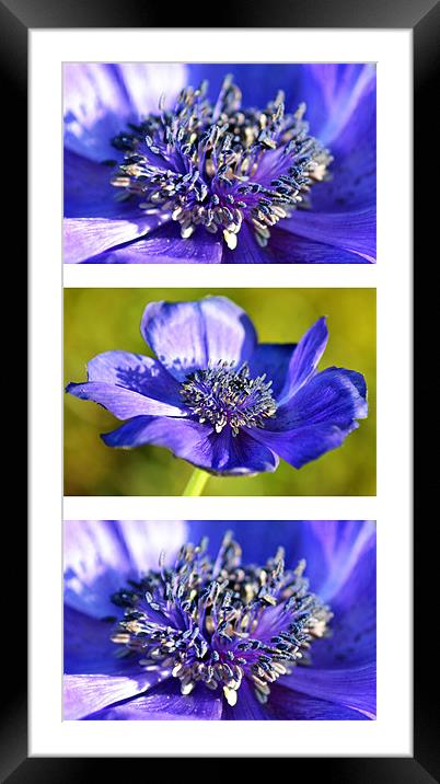 Anenome Framed Mounted Print by Donna Collett