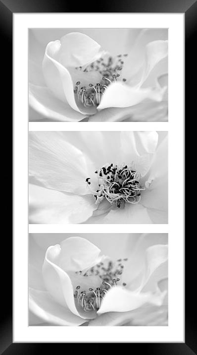 B&W Vertical Rose Trio Framed Mounted Print by Donna Collett