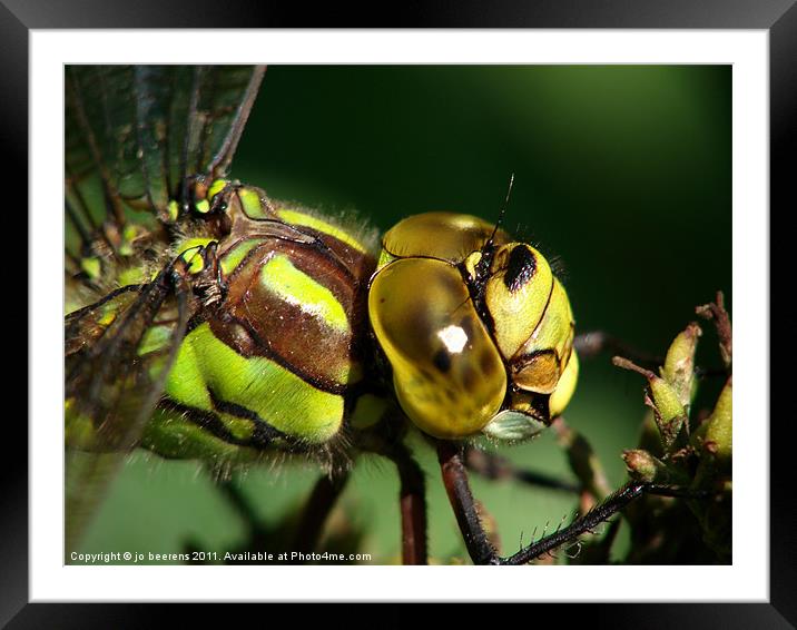 dragonfly head Framed Mounted Print by Jo Beerens