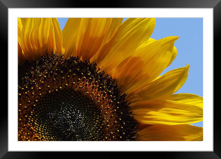 Bright & Cheerful Framed Mounted Print by Donna Collett