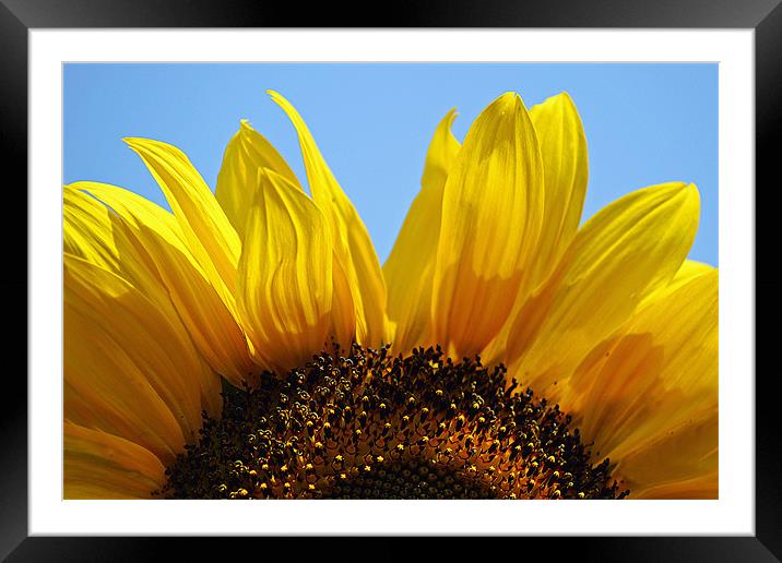 Sunflower Arch Framed Mounted Print by Donna Collett