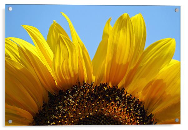 Sunflower Arch Acrylic by Donna Collett