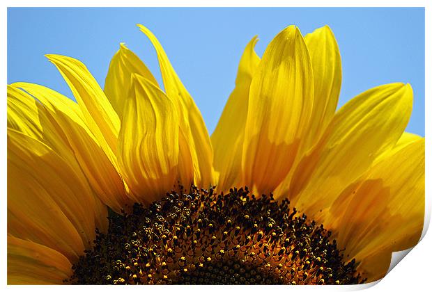 Sunflower Arch Print by Donna Collett