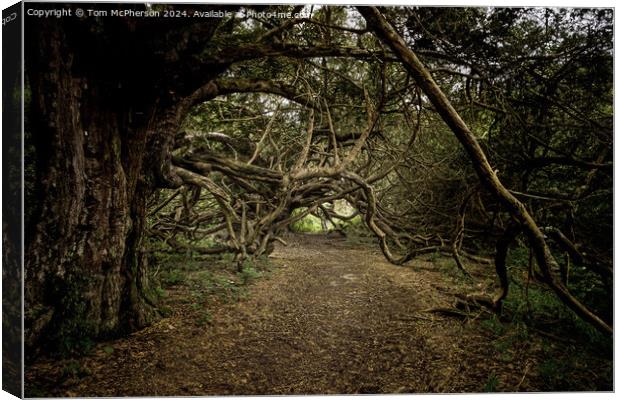 Ancient Yew Tree Grove, Kingley Vale, Sussex Canvas Print by Tom McPherson