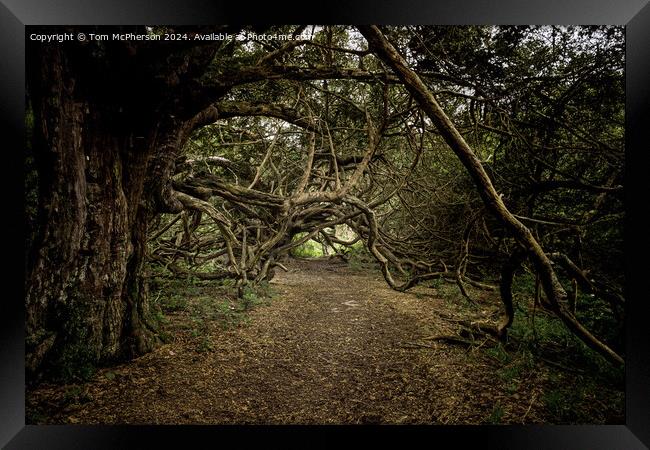 Ancient Yew Tree Grove, Kingley Vale, Sussex Framed Print by Tom McPherson