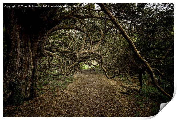 Ancient Yew Tree Grove, Kingley Vale, Sussex Print by Tom McPherson