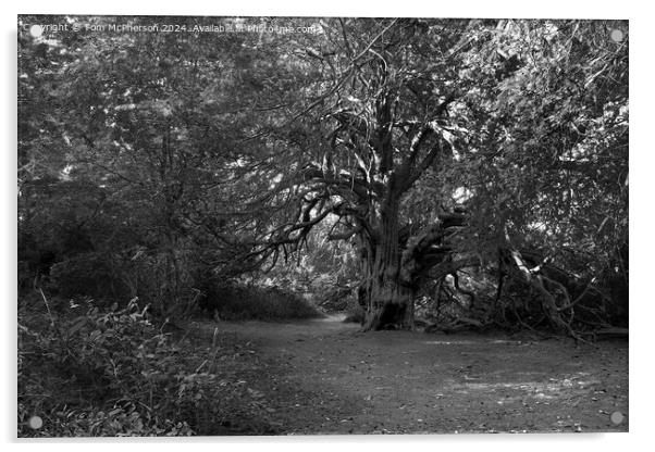Ancient Yew Tree, Kingley Vale Acrylic by Tom McPherson