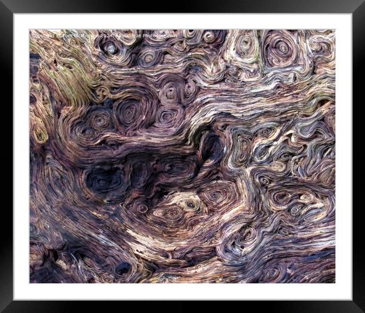 Ancient Yew Tree Patterns, Kingley Vale Framed Mounted Print by Tom McPherson