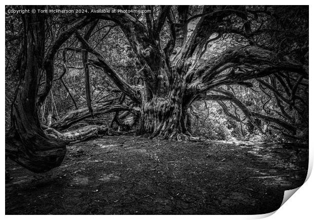 Grandfather Yew Tree, Kingley Vale, Sussex Print by Tom McPherson
