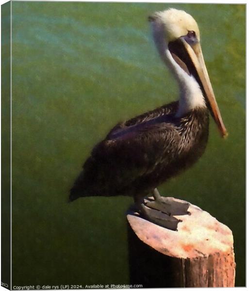 pelican pose Canvas Print by dale rys (LP)