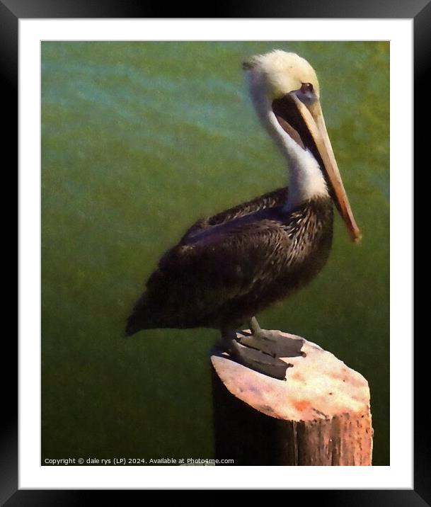 pelican pose Framed Mounted Print by dale rys (LP)