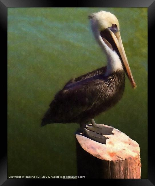 pelican pose Framed Print by dale rys (LP)