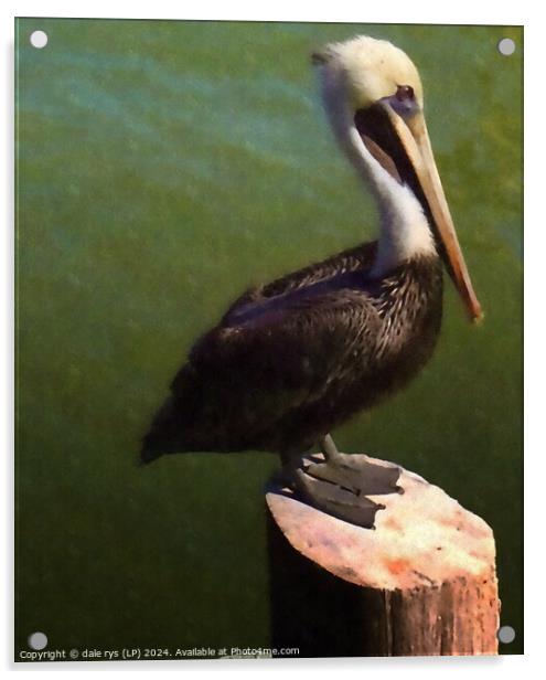 pelican pose Acrylic by dale rys (LP)