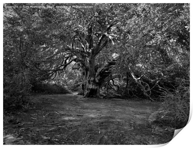 Ancient Yew Tree, Kingley Vale Print by Tom McPherson