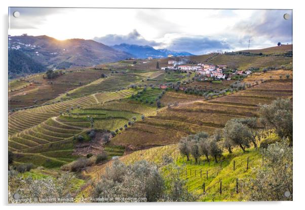 View of the Douro valley with the terraced vineyards and olive t Acrylic by Laurent Renault