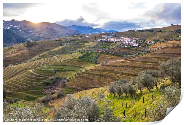 View of the Douro valley with the terraced vineyards and olive t Print by Laurent Renault