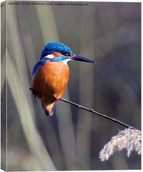 Kingfisher Canvas Print by Tom McPherson
