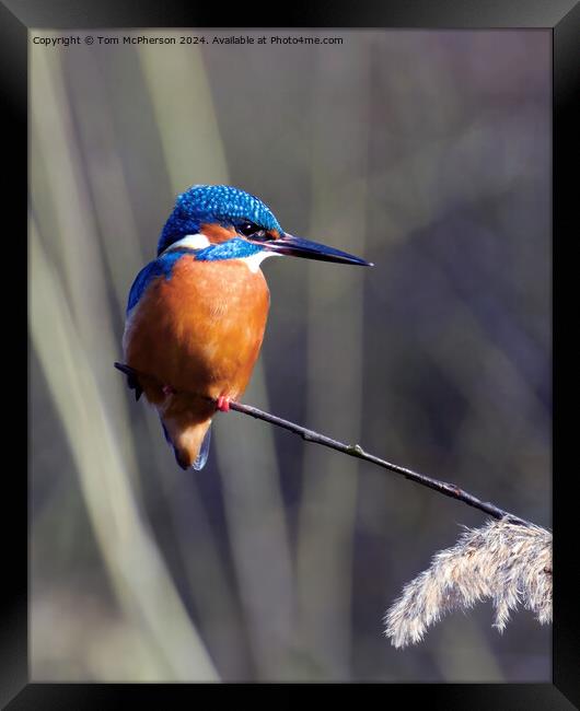 Kingfisher Framed Print by Tom McPherson