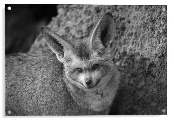 Nocturnal Whispers - The Bat-Eared Fox Acrylic by rawshutterbug 