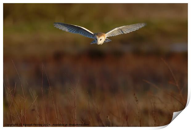 Barn Owl, Tyto alba, quartering a field hunting Print by Russell Finney