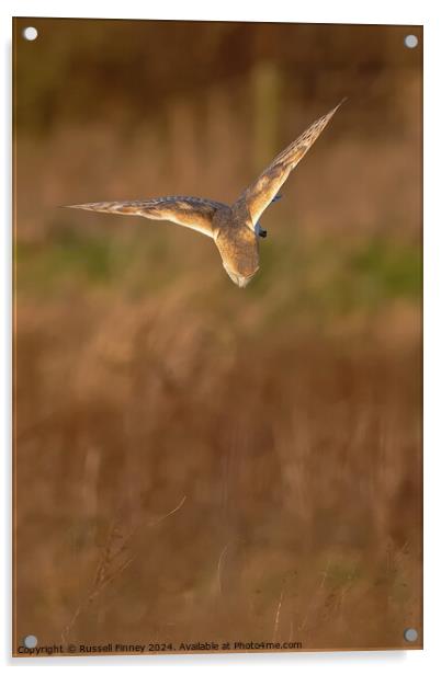 Barn Owl, Tyto alba, quartering a field hunting Acrylic by Russell Finney