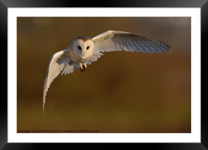 Barn Owl, Tyto alba, quartering a field hunting Framed Mounted Print by Russell Finney