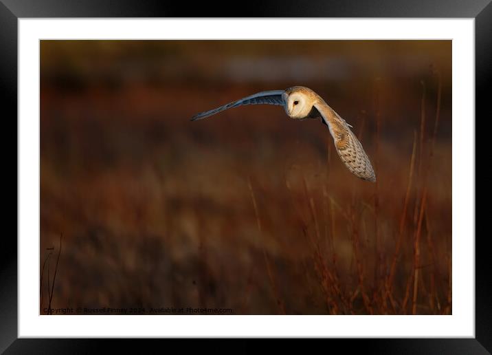 Barn Owl, Tyto alba, quartering a field hunting Framed Mounted Print by Russell Finney