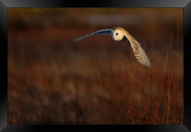 Barn Owl, Tyto alba, quartering a field hunting Framed Print by Russell Finney