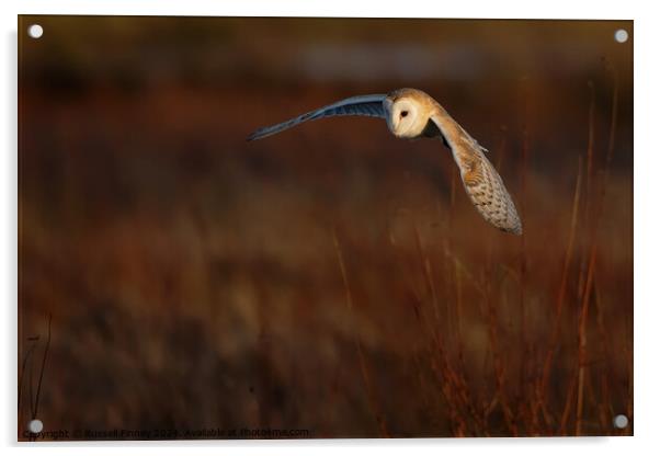 Barn Owl, Tyto alba, quartering a field hunting Acrylic by Russell Finney