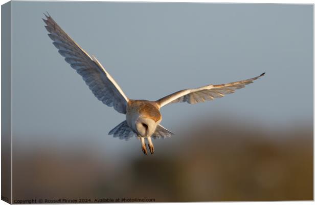 Barn Owl, Tyto alba, quartering a field hunting Canvas Print by Russell Finney