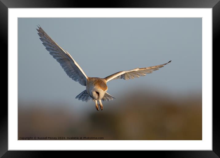 Barn Owl, Tyto alba, quartering a field hunting Framed Mounted Print by Russell Finney