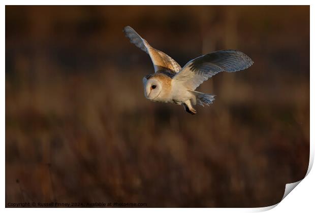 Barn Owl Tyto alba quartering a field hunting Print by Russell Finney