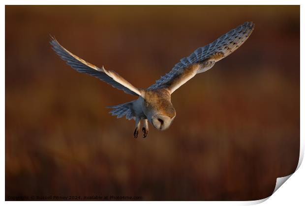 Barn Owl Tyto alba quartering a field hunting Print by Russell Finney