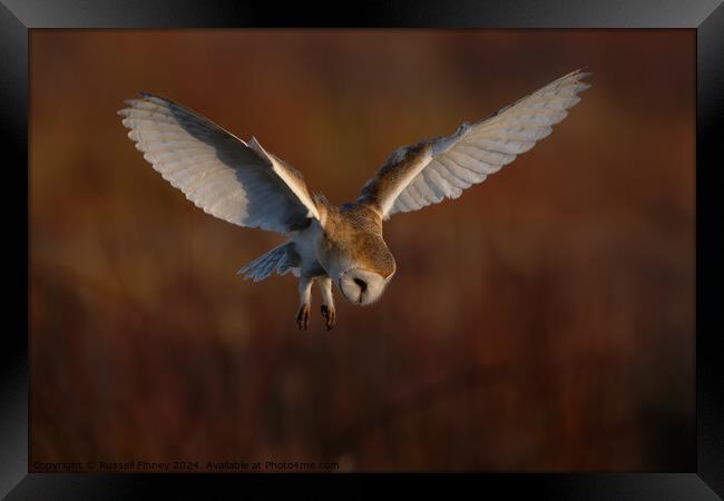 Barn Owl Tyto alba quartering a field hunting Framed Print by Russell Finney