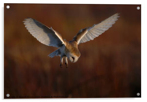 Barn Owl Tyto alba quartering a field hunting Acrylic by Russell Finney