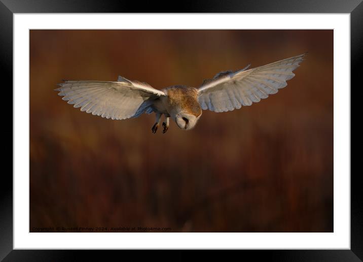 Barn Owl Tyto alba quartering a field hunting Framed Mounted Print by Russell Finney