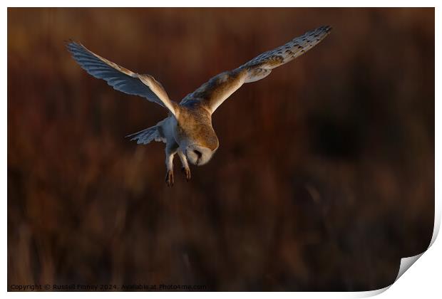 Barn Owl Tyto alba quartering a field hunting Print by Russell Finney