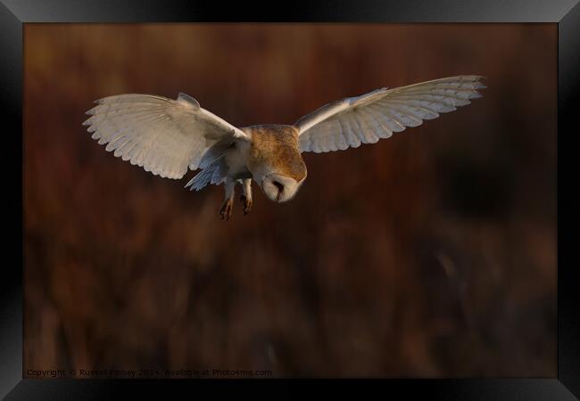 Barn Owl Tyto alba quartering a field hunting Framed Print by Russell Finney