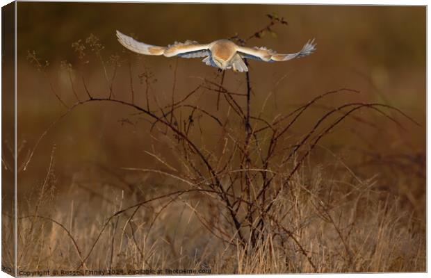 Barn Owl Tyto alba quartering a field hunting Canvas Print by Russell Finney