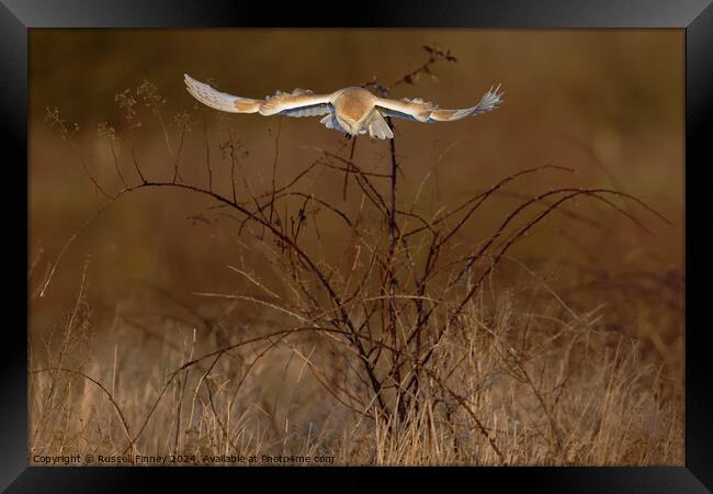 Barn Owl Tyto alba quartering a field hunting Framed Print by Russell Finney