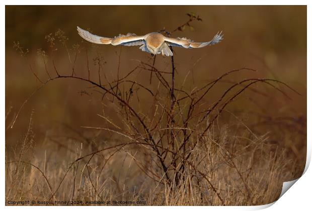 Barn Owl Tyto alba quartering a field hunting Print by Russell Finney