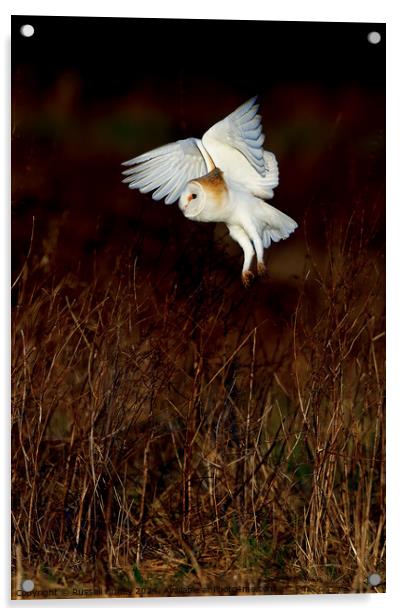 Barn Owl Tyto alba quartering a field hunting Acrylic by Russell Finney