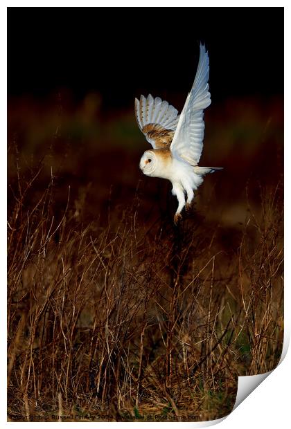 Barn Owl Tyto alba quartering a field hunting Print by Russell Finney