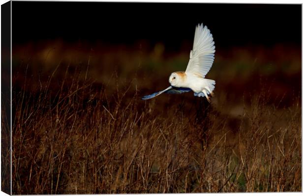 Barn Owl Tyto alba quartering a field hunting Canvas Print by Russell Finney