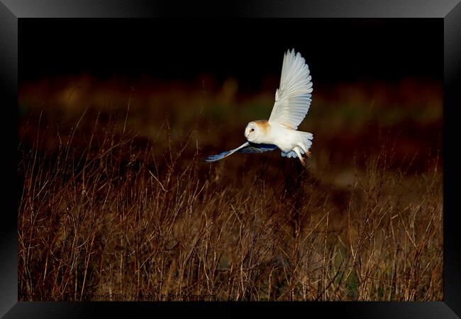 Barn Owl Tyto alba quartering a field hunting Framed Print by Russell Finney