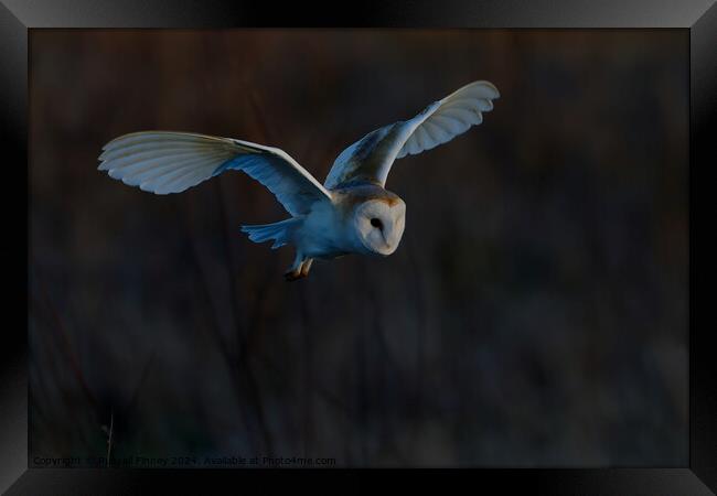 Barn Owl Tyto alba quartering a field hunting Framed Print by Russell Finney