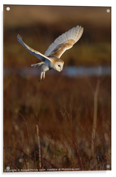 Barn Owl Tyto alba quartering a field hunting  Acrylic by Russell Finney