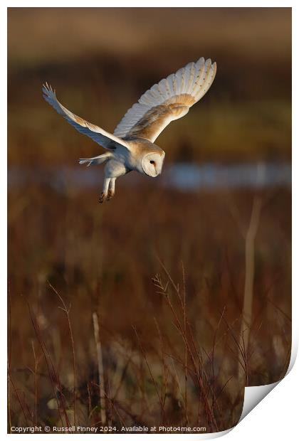 Barn Owl Tyto alba quartering a field hunting  Print by Russell Finney