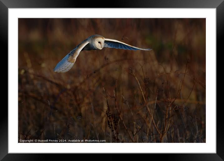 Barn Owl Tyto alba quartering a field hunting Framed Mounted Print by Russell Finney