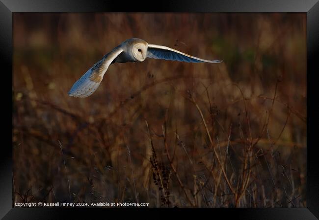 Barn Owl Tyto alba quartering a field hunting Framed Print by Russell Finney